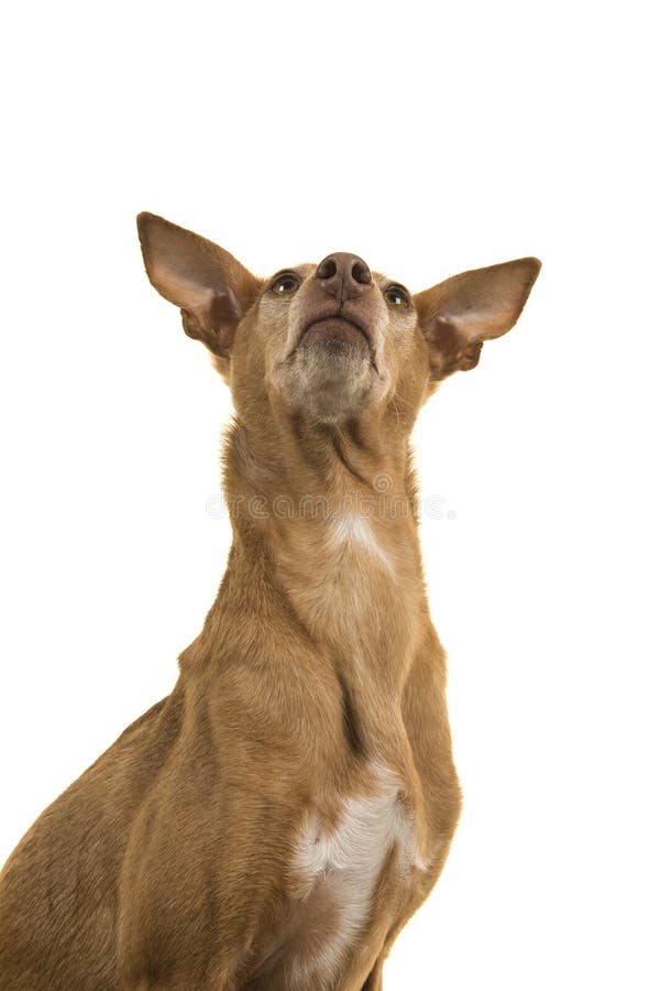 https://thumbs.dreamstime.com/b/portrait-cute-podenco-andaluz-looking-up-isolated-white-background-145336021.jpg