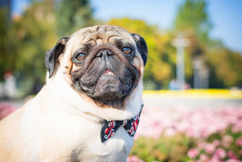 Portrait of a Cute Pug Dog in a Black and Red Butterfly Tie Against a  Background of a Summer City Landscape. Stock Photo - Image of parapet,  flowers: 127410944