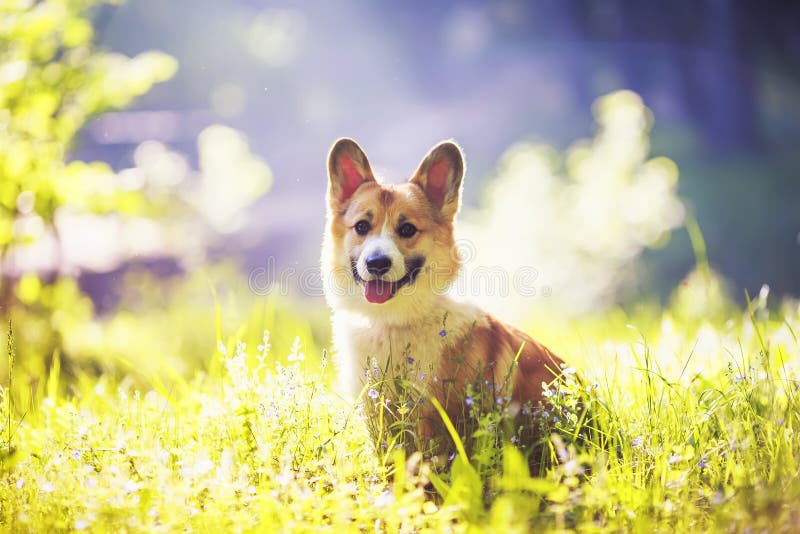 Portrait of cute puppy red dog Corgi sitting on a warm summer meadow with flowers on a background of bright Golden sunlight royalty free stock photo Portrait of cute puppy red dog Corgi sitting on a warm summer meadow with flowers on a background of bright Golden sunlight royalty free stock photo