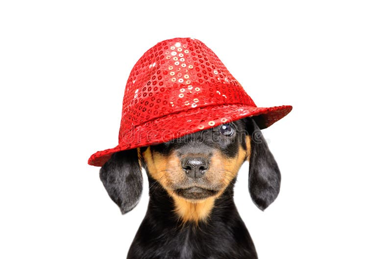 Portrét roztomilé štěně v červeném klobouku