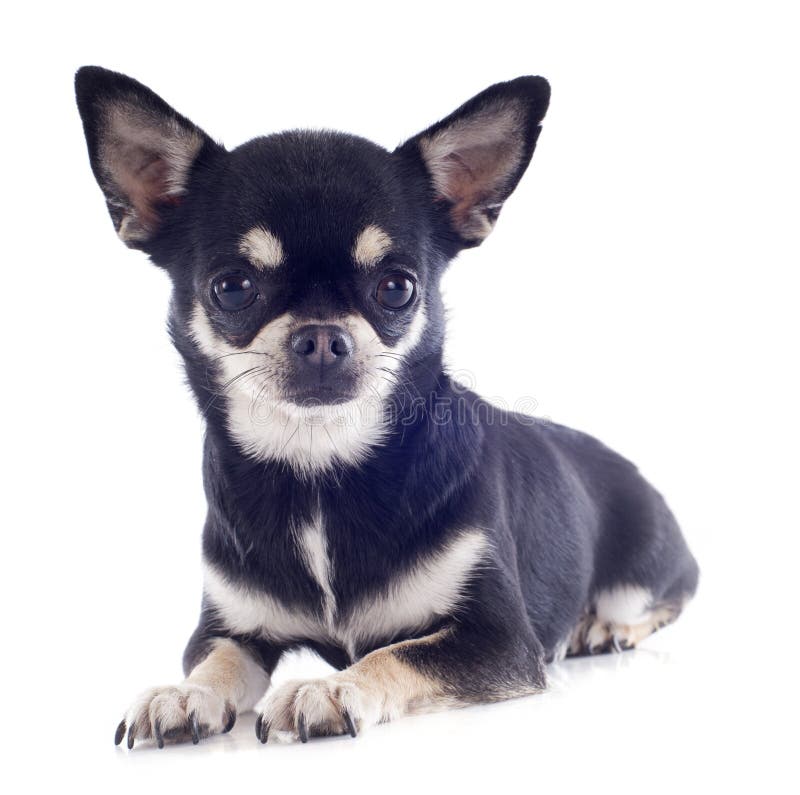 Shorthair chihuahuas hi-res stock photography and images - Alamy