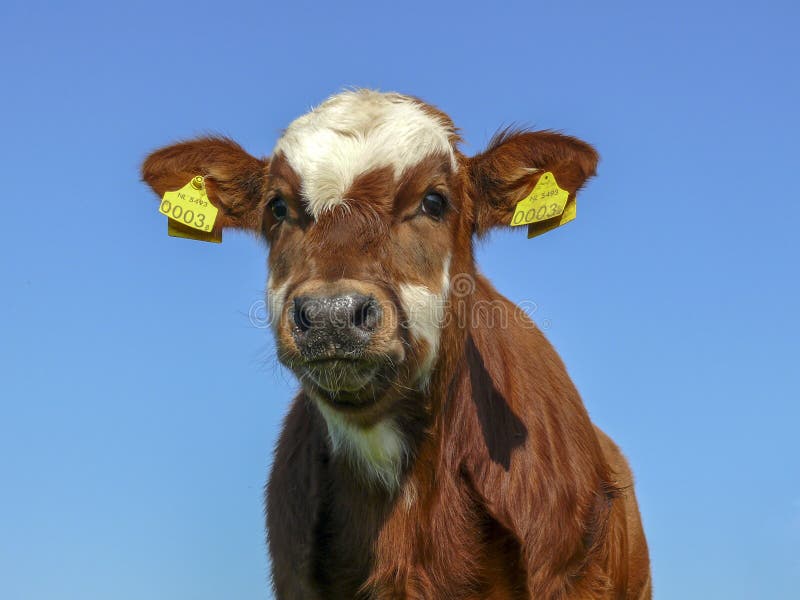 Portrait of a cute red fur calf with big eyes and black snout on a bright blue background