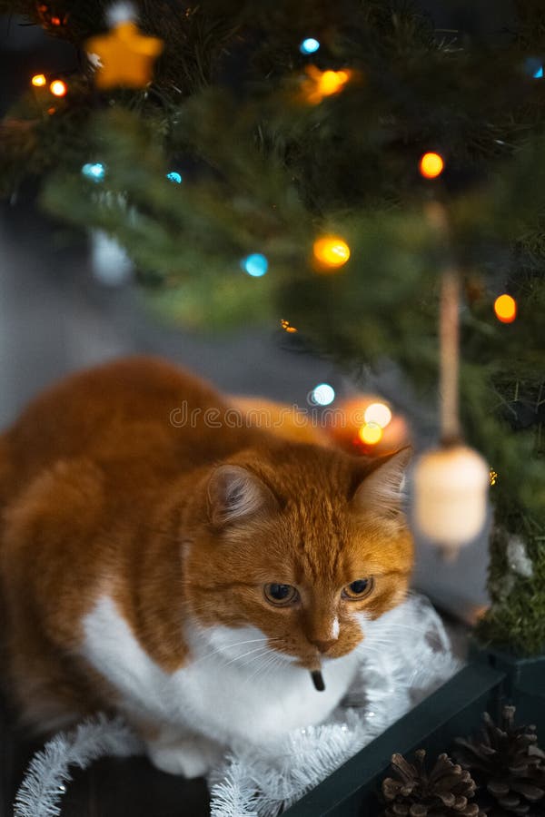 Portrait of cute red white cat near christmas tree stock images