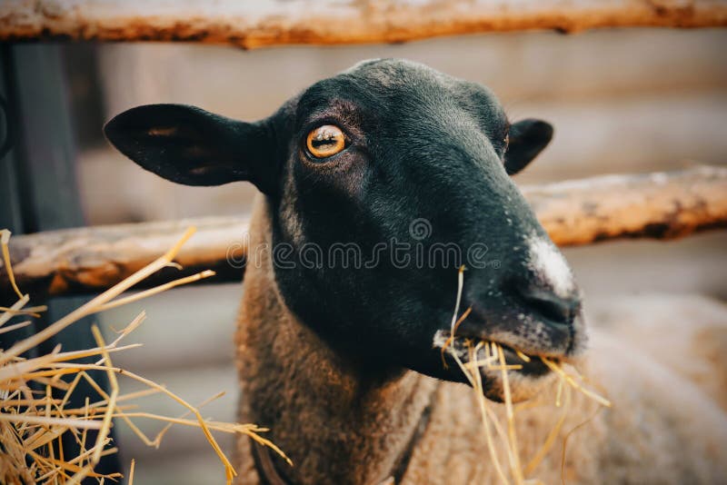 Portrait Of A Sheep With Blue Eyes And Fluffy Agricultural Cattle Stock  Photo Image Of Livestock, Mammal: 183137750
