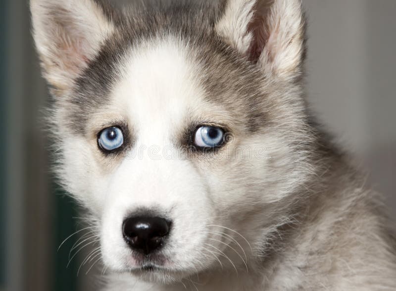 Portrait of cute siberian husky puppy