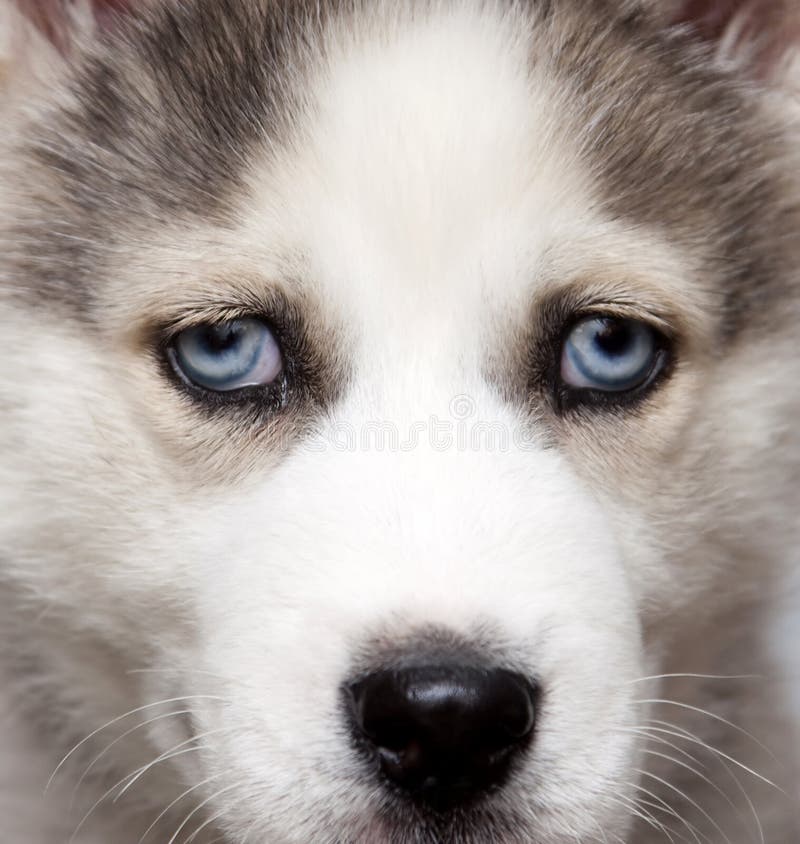 Portrait of cute siberian husky puppy