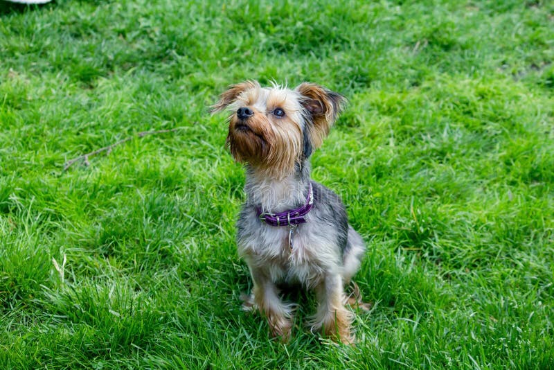 Portrait of cute silky terrier dog in a green grass field royalty free stock photos Portrait of cute silky terrier dog in a green grass field royalty free stock photos
