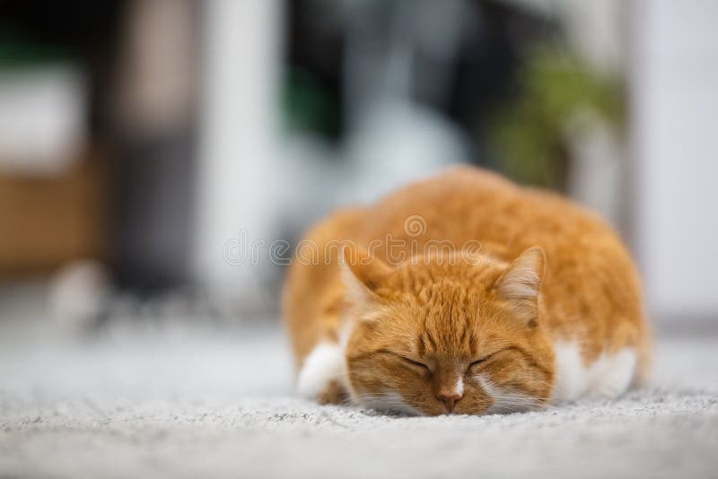 Portrait of cute sleeping red home cat