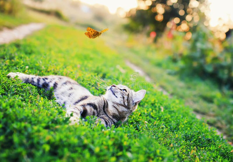 Portrait of a cute striped cat lying in the grass in a Sunny meadow and looking at a beautiful flying orange butterfly on a clear