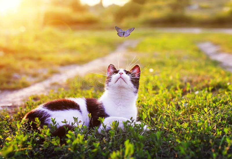 Portrait of a cute striped cat lying in the grass in a Sunny meadow and looking at a beautiful little blue butterfly flying stock image Portrait of a cute striped cat lying in the grass in a Sunny meadow and looking at a beautiful little blue butterfly flying stock image