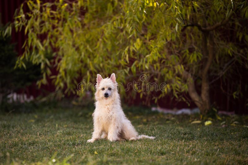 Portrait of cute powderpuff chinese crested dog sitting under the tree in autumn