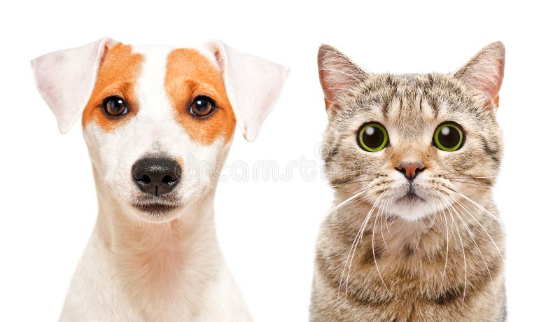 Portrait of cute young dog Jack Russell Terrier and cat Scottish Straight