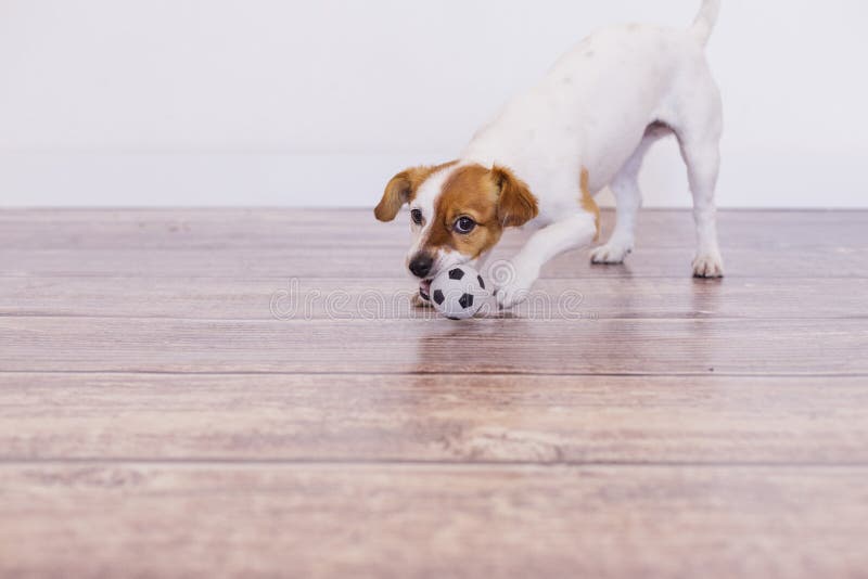 Portrait of a cute young small dog on wood floor playing with a football toy ball and looking at the camera, Home, indoors or