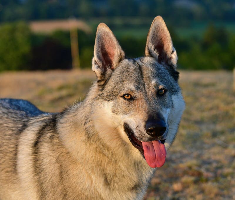Czechoslovakian Wolfdog Puppy (3 Months) Stock Image - Image of lupus ...