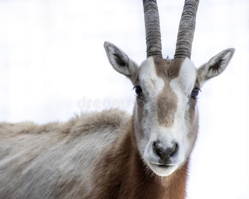Portrait d'antilope d'addax sauvage avec des caractéristiques détaillées capturées dans un habitat enneigé au soleil d'hiver photographie stock libre de droits