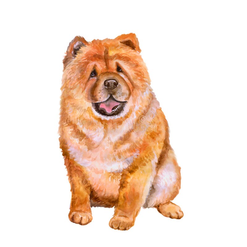 Portrait d'aquarelle de chien rouge de race de Chow Chow de Chinois sur le fond blanc Animal familier doux tiré par la main photographie stock Portrait d'aquarelle de chien rouge de race de Chow Chow de Chinois sur le fond blanc Animal familier doux tiré par la main photographie stock