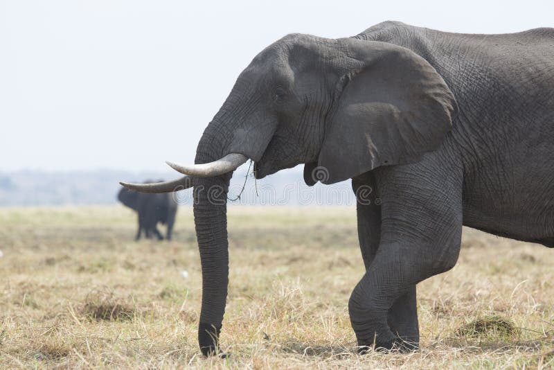 Portrait d'elephantbull gratuit sauvage images stock Portrait d'elephantbull gratuit sauvage images stock