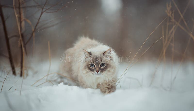 Neva masquerade siberian cat outdoor winter portrait. Neva masquerade siberian cat outdoor winter portrait