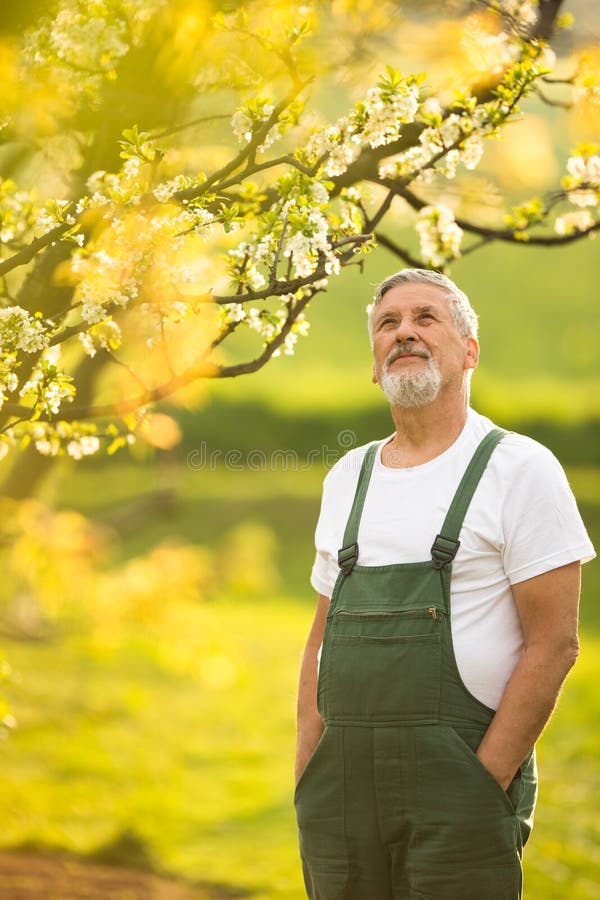 Portrait d'homme supérieur faisant du jardinage, prenant soin de son beau verger images libres de droits Portrait d'homme supérieur faisant du jardinage, prenant soin de son beau verger images libres de droits