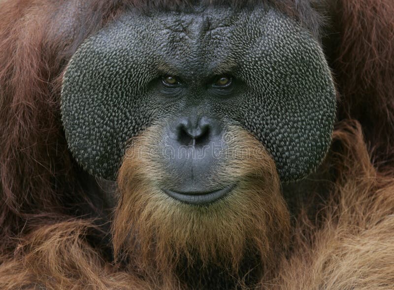 Portrait d'orang-outan Portrait d'orang-outan