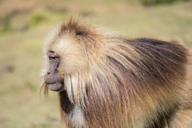 Portrait d'un babouin masculin de Gelada image stock Portrait d'un babouin masculin de Gelada image stock
