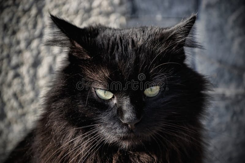 Portrait d'un beau chat noir de Chantilly Tiffany à la maison photographie stock Portrait d'un beau chat noir de Chantilly Tiffany à la maison photographie stock