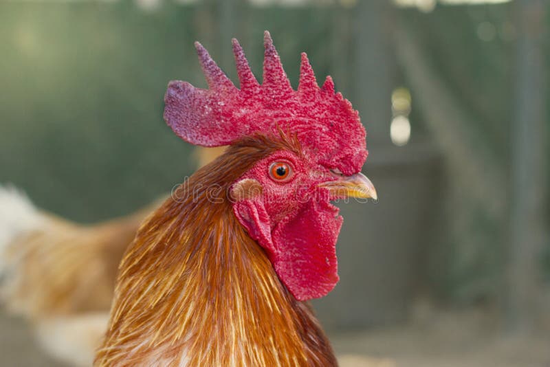 Portrait d'un beau coq avec un peigne rouge photographie stock libre de droits Portrait d'un beau coq avec un peigne rouge photographie stock libre de droits