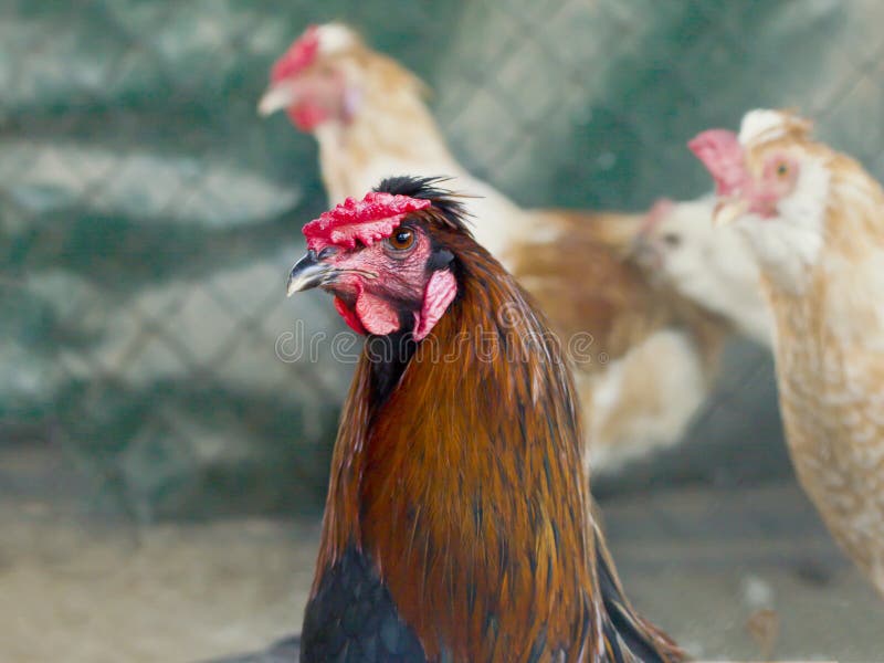 Portrait d'un beau coq avec un peigne rouge photographie stock libre de droits Portrait d'un beau coq avec un peigne rouge photographie stock libre de droits