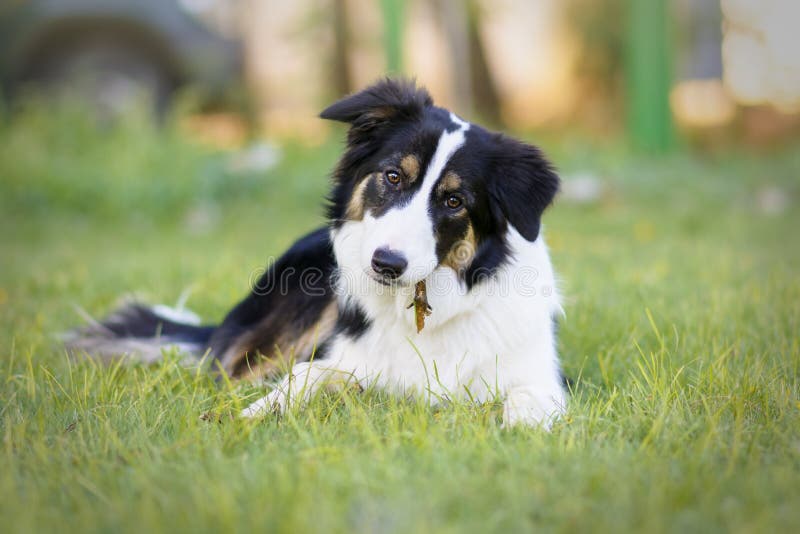 Portrait d'un beau jeune chiot de border collie photographie stock libre de droits Portrait d'un beau jeune chiot de border collie photographie stock libre de droits