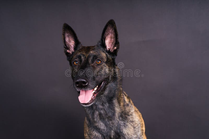 Portrait of an holland shepherd in studio, black red yellow background. Portrait of an holland shepherd in studio, black red yellow background