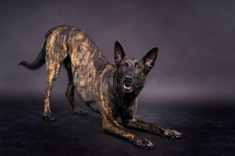 Portrait of an holland shepherd in studio, black red yellow background. Portrait of an holland shepherd in studio, black red yellow background