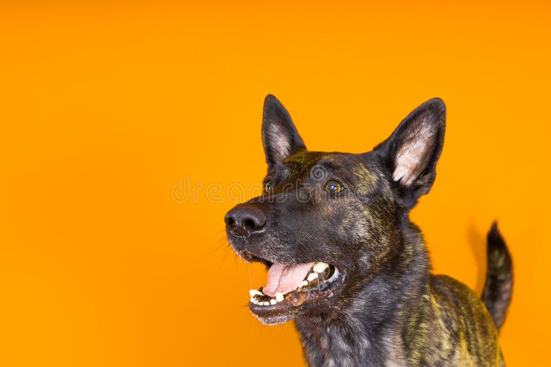 Portrait of an holland shepherd in studio, black red yellow background. Portrait of an holland shepherd in studio, black red yellow background