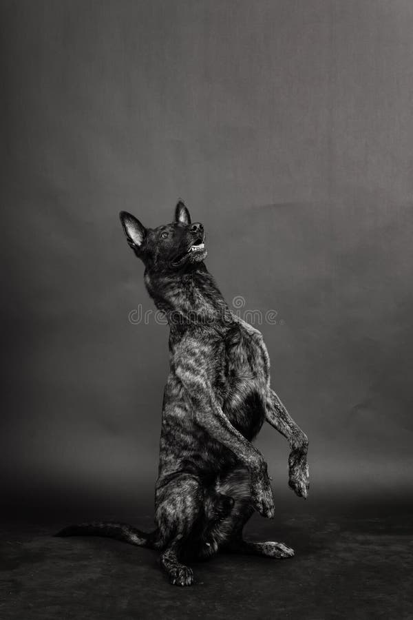 Portrait of a holland shepherd in a studio dark yellow red background. Portrait of a holland shepherd in a studio dark yellow red background