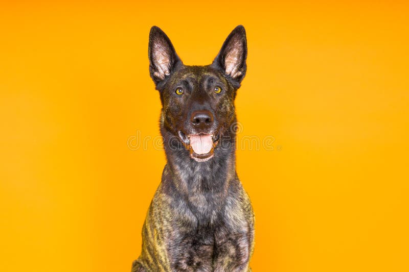 Portrait of a holland shepherd in a studio dark yellow red background. Portrait of a holland shepherd in a studio dark yellow red background