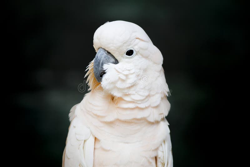 Portrait d'un cacatoès moluquois (moluccensis de Cacatua), ou saumons photos libres de droits Portrait d'un cacatoès moluquois (moluccensis de Cacatua), ou saumons photos libres de droits