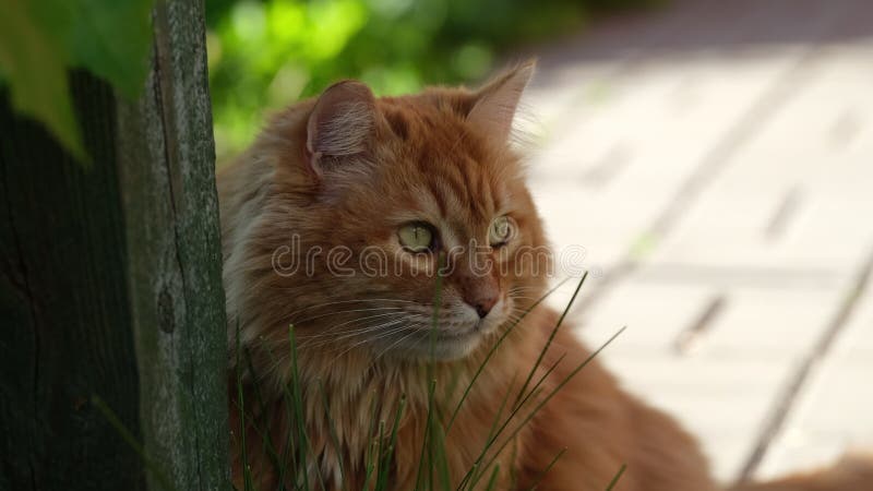 Portrait d'un chat gingembre assis à l'extérieur près d'une clôture en bois et regardant autour clips vidéos