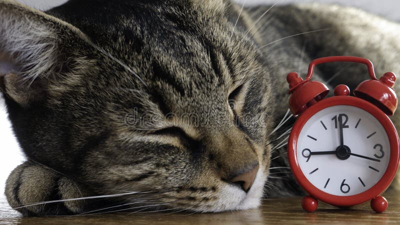 Portrait D Un Chat Raye Dormant A Cote D Une Horloge Rouge Du Soir Photo Stock Image Du Raye Cloche