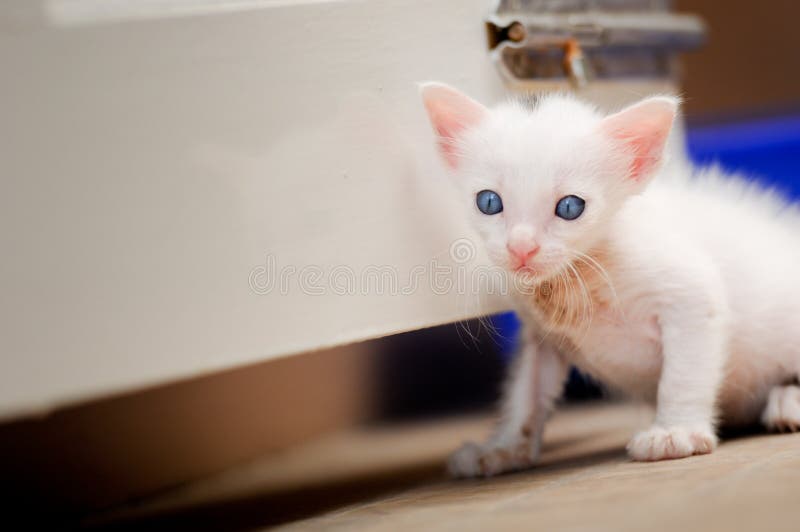 Portrait d'un chat siamois de beau minou, couleur blanche, yeux bleus, belle fin, beau chat à la maison jouer drôle mignon photos libres de droits Portrait d'un chat siamois de beau minou, couleur blanche, yeux bleus, belle fin, beau chat à la maison jouer drôle mignon photos libres de droits