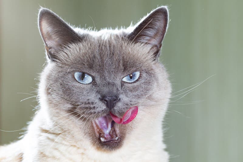 Portrait D Un Chat Thai Il Lave Sa Patte Avant Et Sort Sa Langue Rose Photo Stock Image Du Noir Bleu Portrait D Un Chat Thai Il Lave Sa Patte Avant Et Sort Sa Langue Rose Photo Stock Image Du Noir Bleu