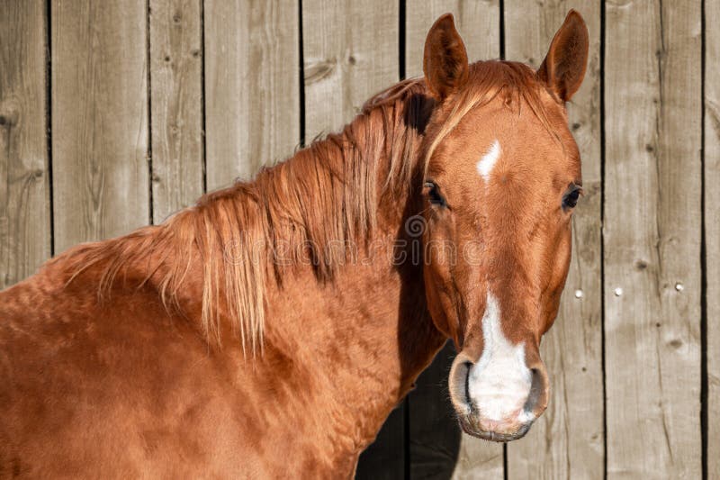 Tête d'un cheval brun image stock. Image du crinière - 235969169