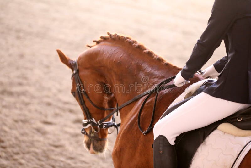 Vue côté tête d'un cheval de dressage de pur-sang Photo Stock - Alamy