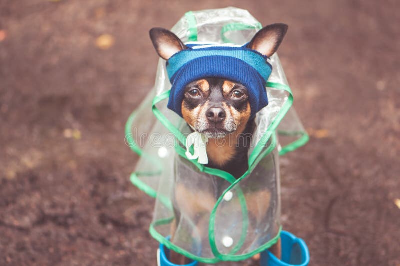 Portrait d'un chien créatif dans un chapeau et un imperméable Thème d'automne et pluvieux photo stock Portrait d'un chien créatif dans un chapeau et un imperméable Thème d'automne et pluvieux photo stock