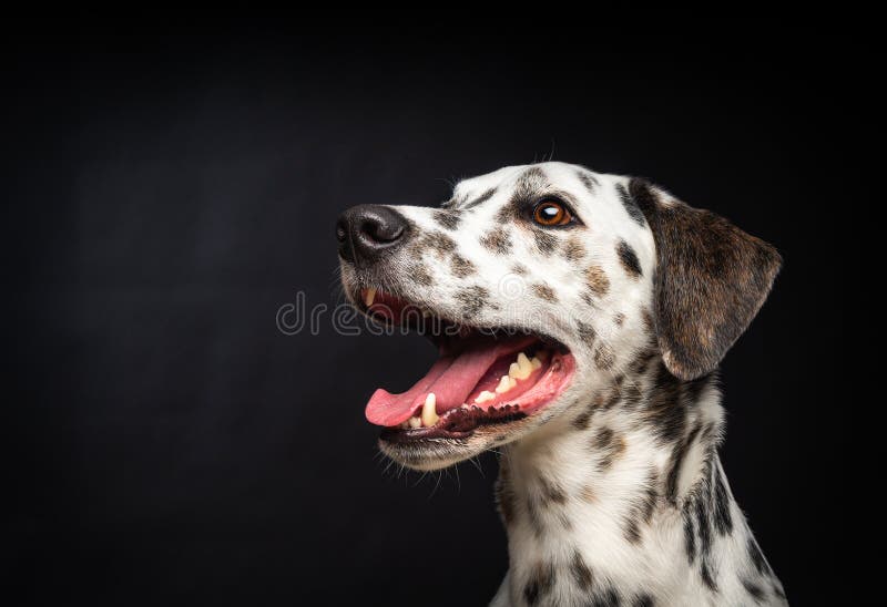Portrait d'un chien dalmate sur fond noir isolé. tourné dans un studio avec lumière pulsée