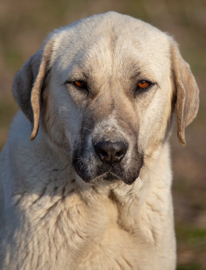 Portrait d'un chien pendant l'apr?s-midi photographie stock libre de droits Portrait d'un chien pendant l'apr?s-midi photographie stock libre de droits