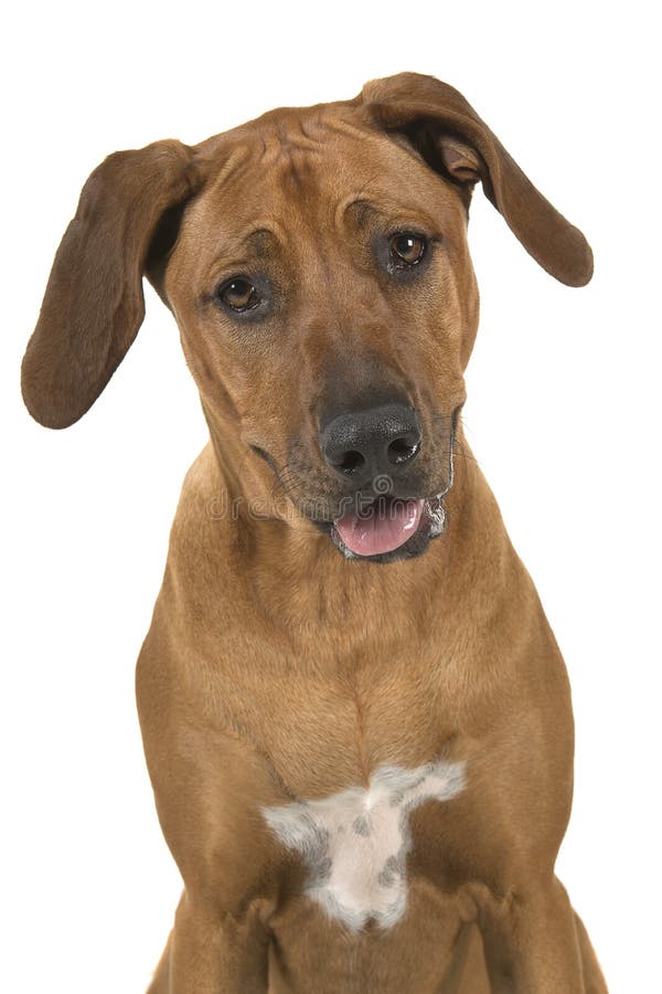 Portrait d'un chien rhodesian mignon de ridgeback d'isolement sur un b blanc images libres de droits Portrait d'un chien rhodesian mignon de ridgeback d'isolement sur un b blanc images libres de droits