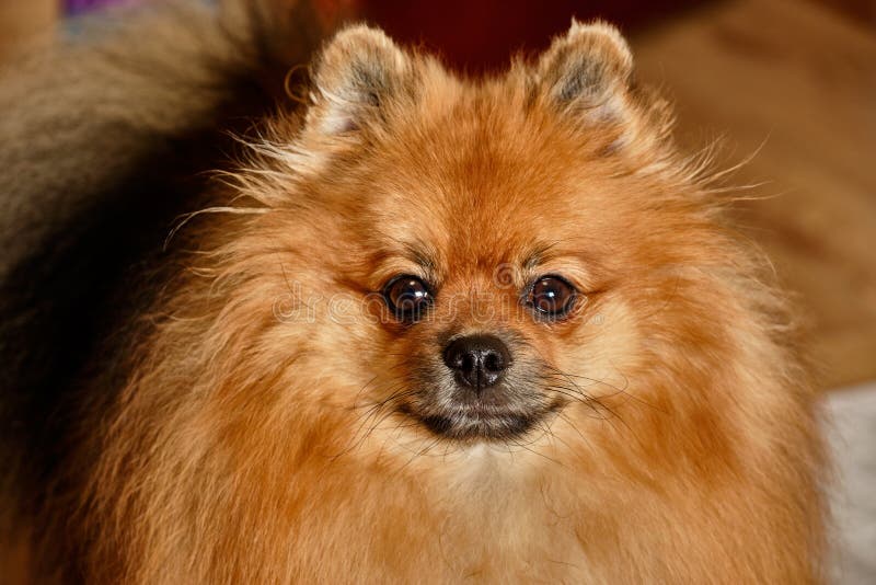 Portrait d'un chien - spitz adulte de pure race allemand images stock Portrait d'un chien - spitz adulte de pure race allemand images stock