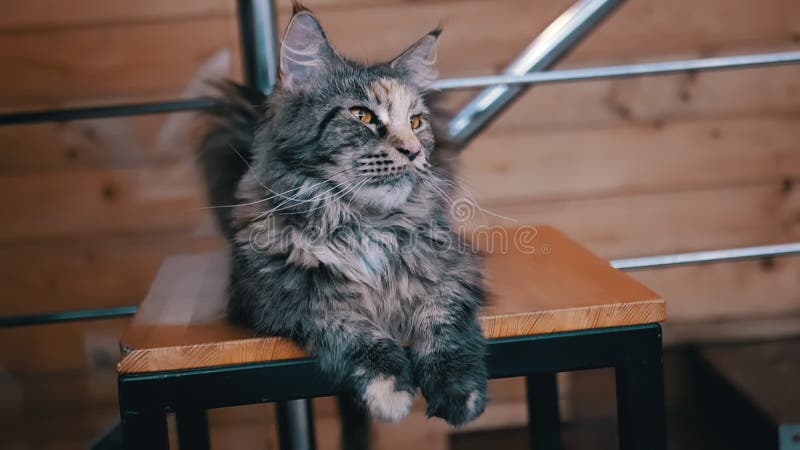 Portrait d'un cône principal gris ennuyé et velouté assis sur une chaise en bois clips vidéos