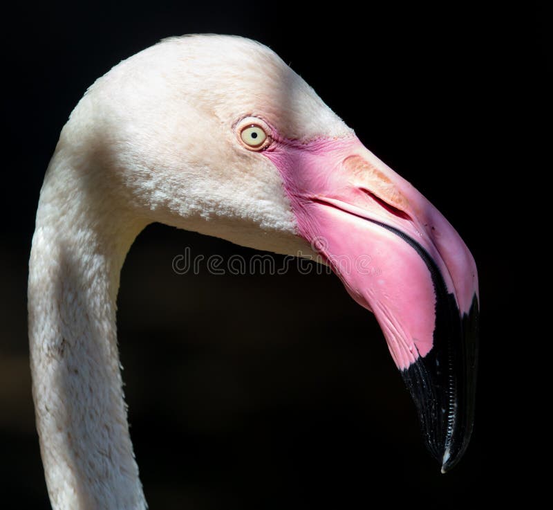 Portrait d'un flamant rose au zoo