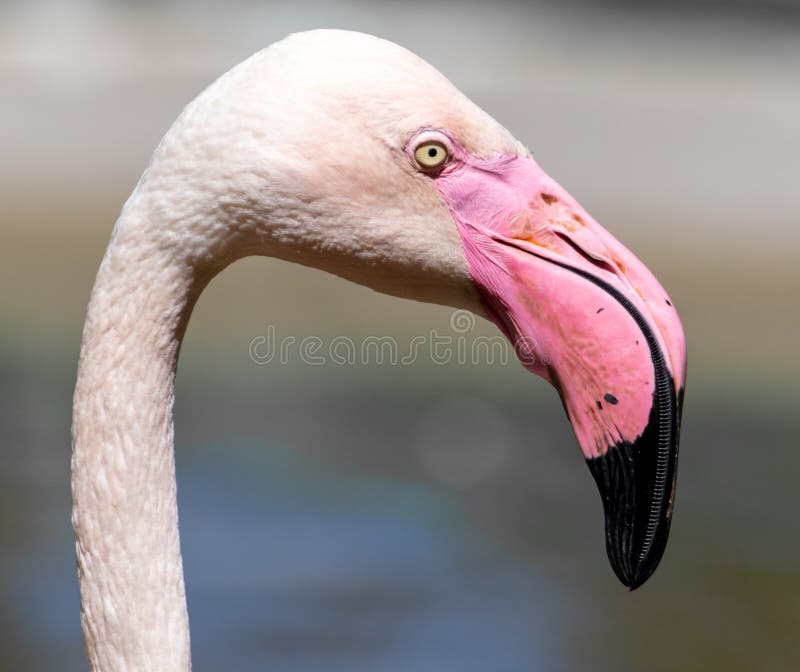 Portrait d'un flamant rose au zoo