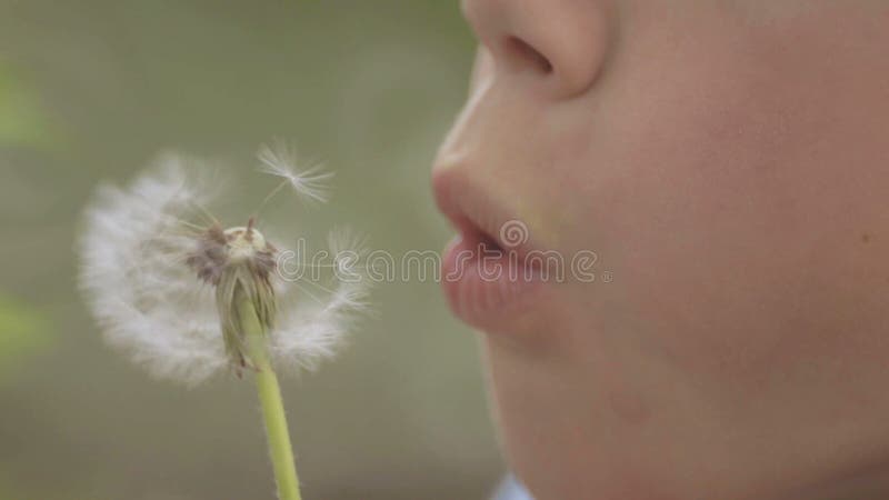 Portrait d'un garçon avec un pissenlit de fleur L'enfant en gros plan de visage avec le pissenlit